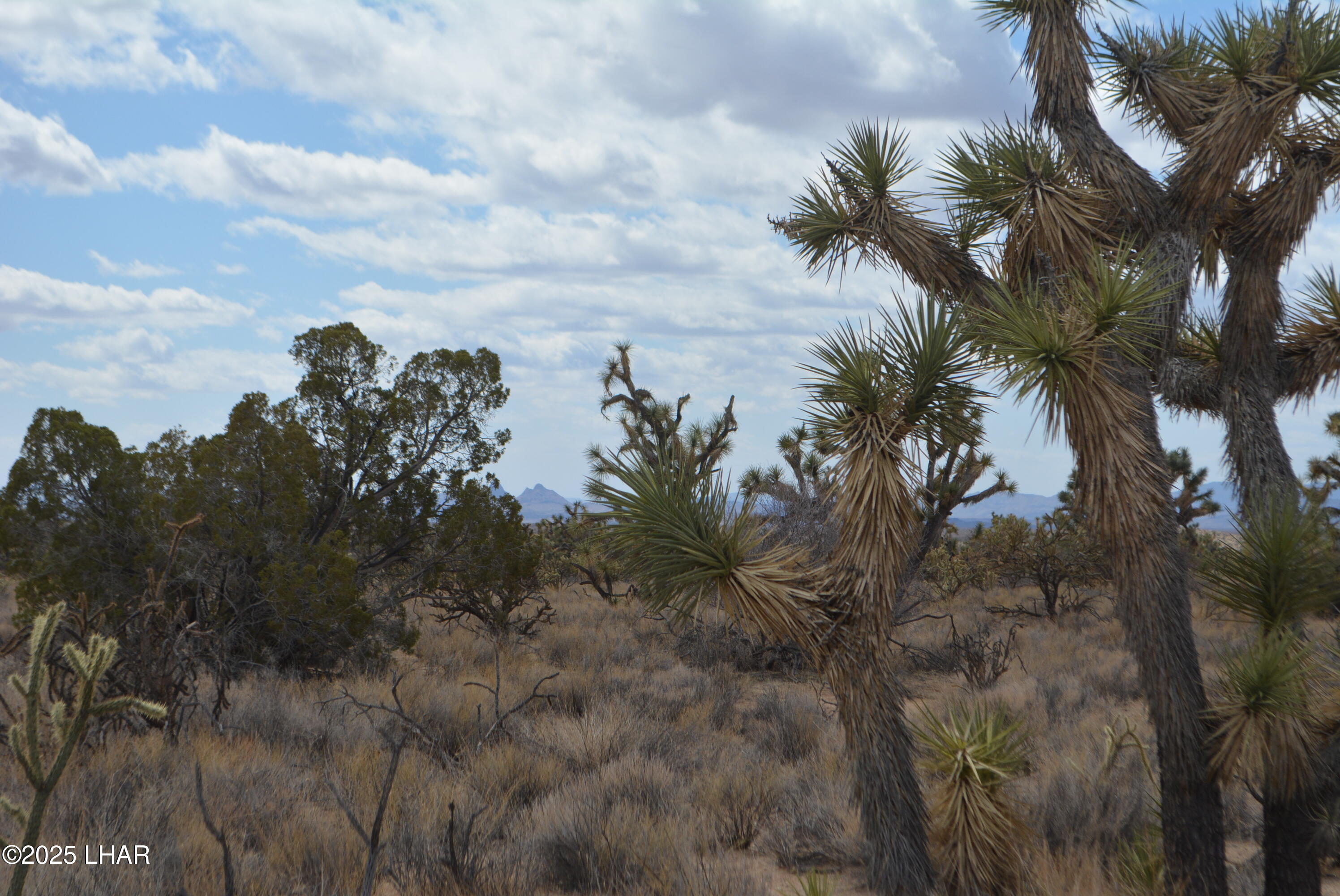 2664 South Rawhide Road Yucca, AZ 86438 - Photo 53 of 84 DSC_0745