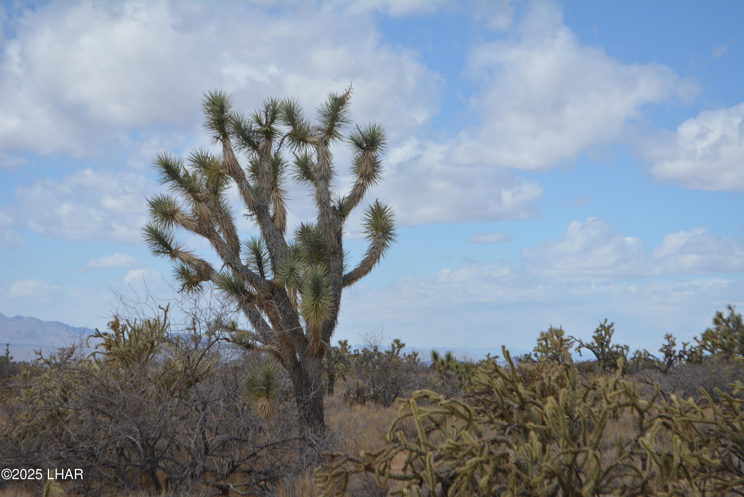 2664 South Rawhide Road Yucca, AZ 86438 - Photo 54 of 84 DSC_0746