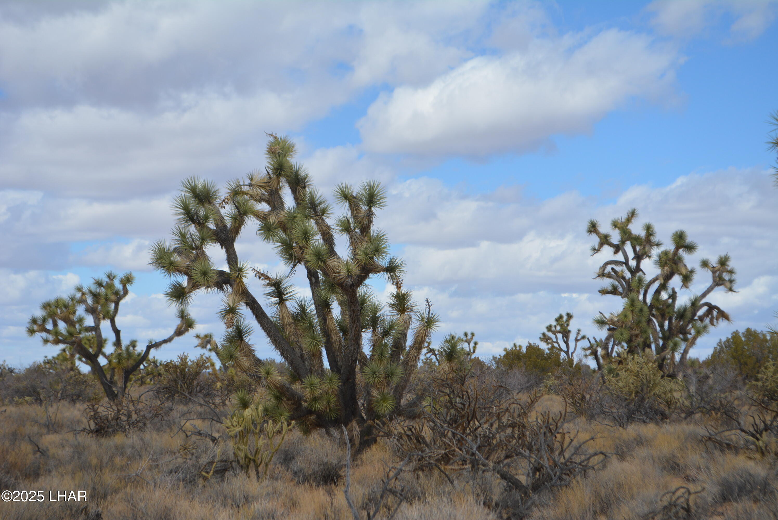 2664 South Rawhide Road Yucca, AZ 86438 - Photo 55 of 84 DSC_0747