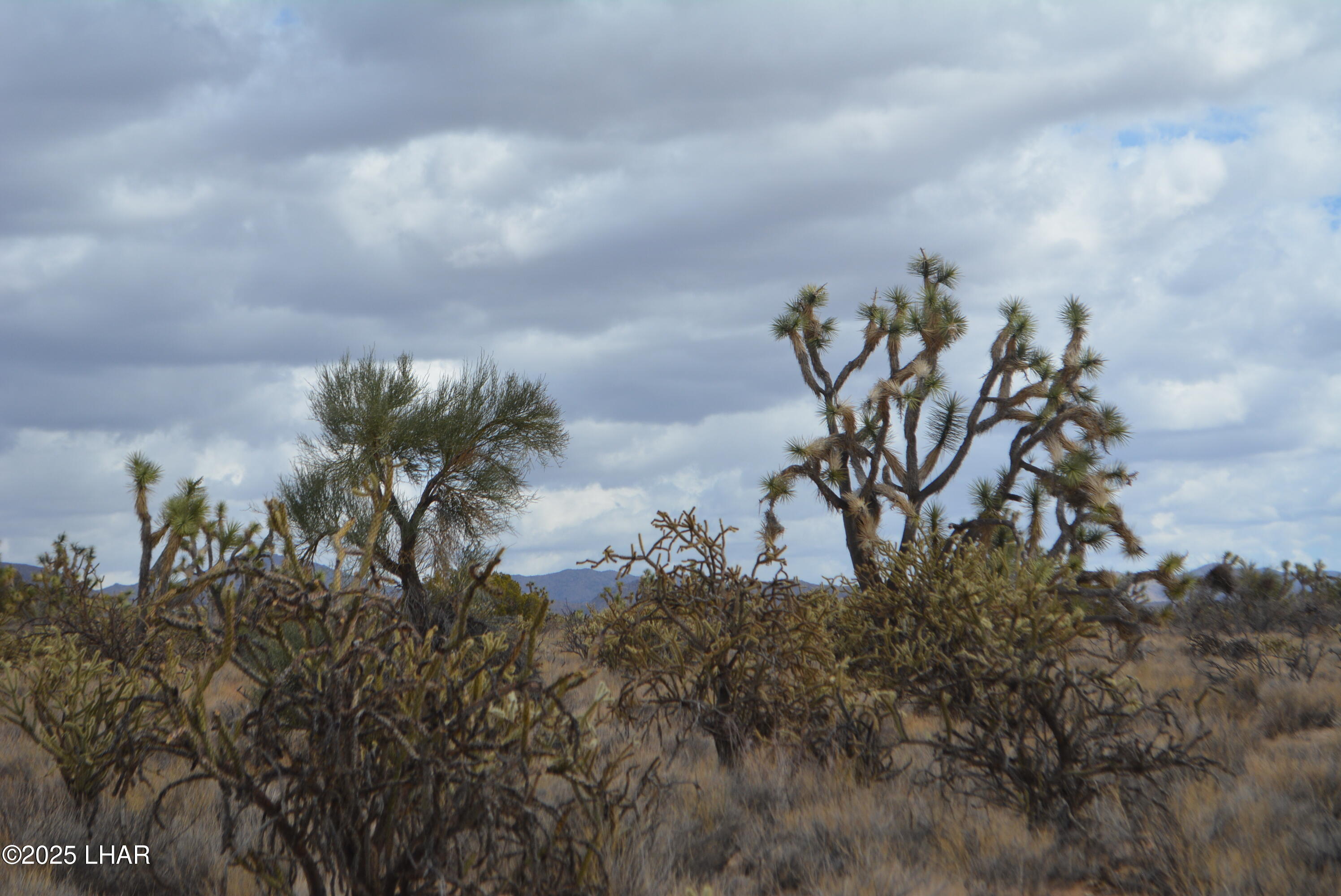 2664 South Rawhide Road Yucca, AZ 86438 - Photo 60 of 84 DSC_0752