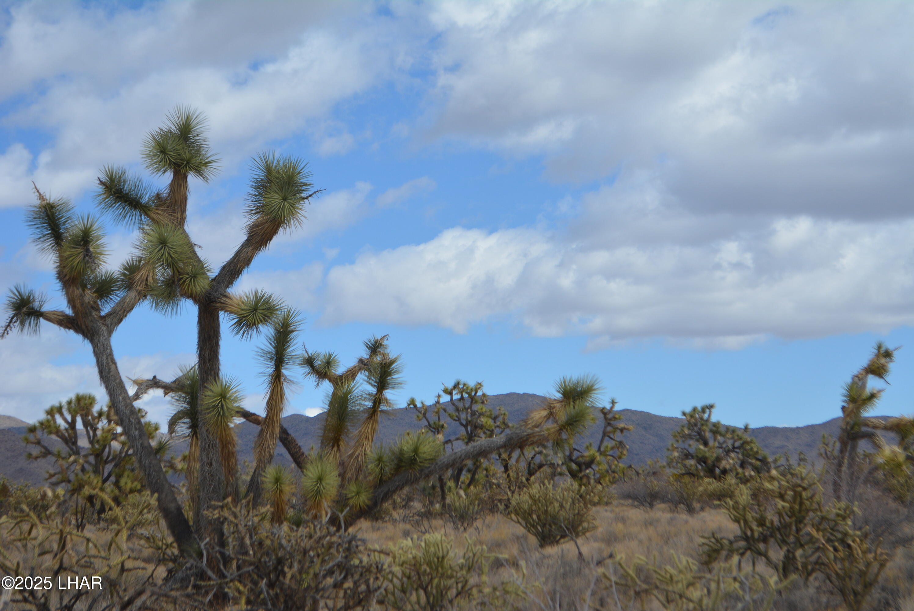 2664 South Rawhide Road Yucca, AZ 86438 - Photo 62 of 84 DSC_0754