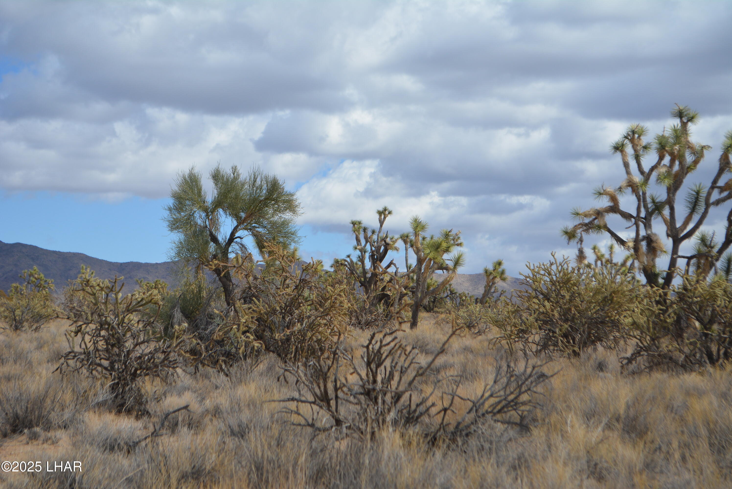 2664 South Rawhide Road Yucca, AZ 86438 - Photo 65 of 84 DSC_0758