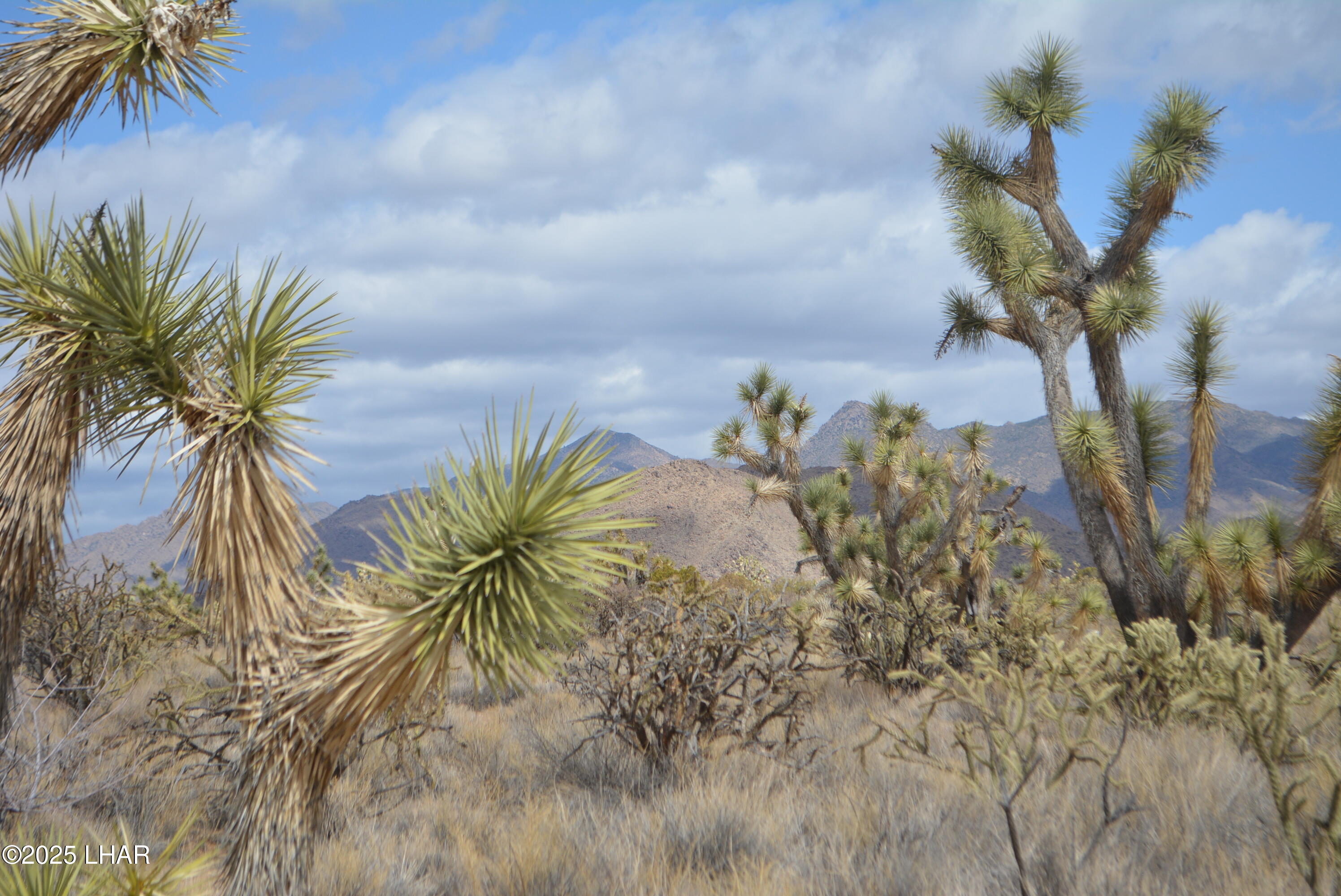 2664 South Rawhide Road Yucca, AZ 86438 - Photo 67 of 84 DSC_0756