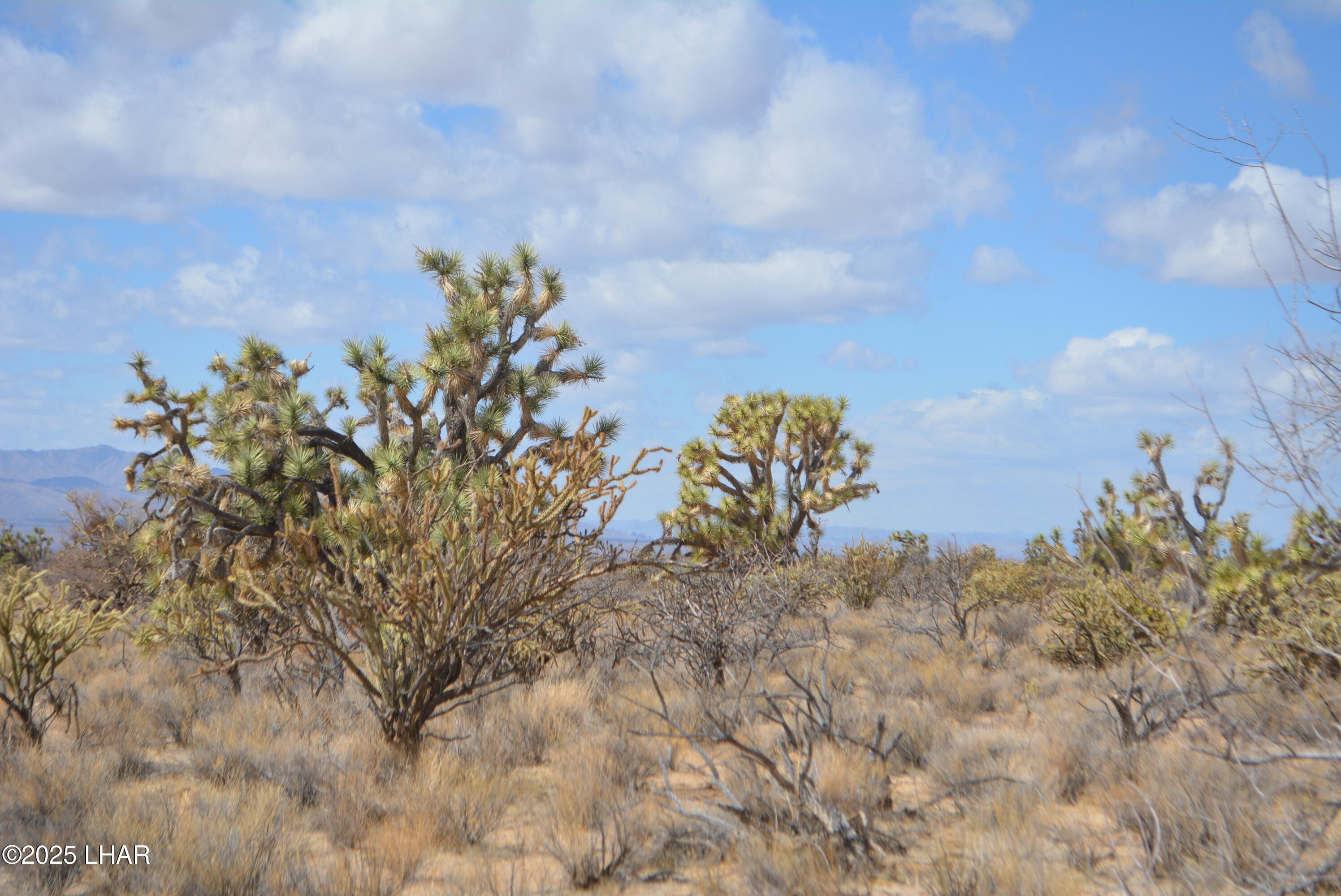 2664 South Rawhide Road Yucca, AZ 86438 - Photo 7 of 84 DSC_0699