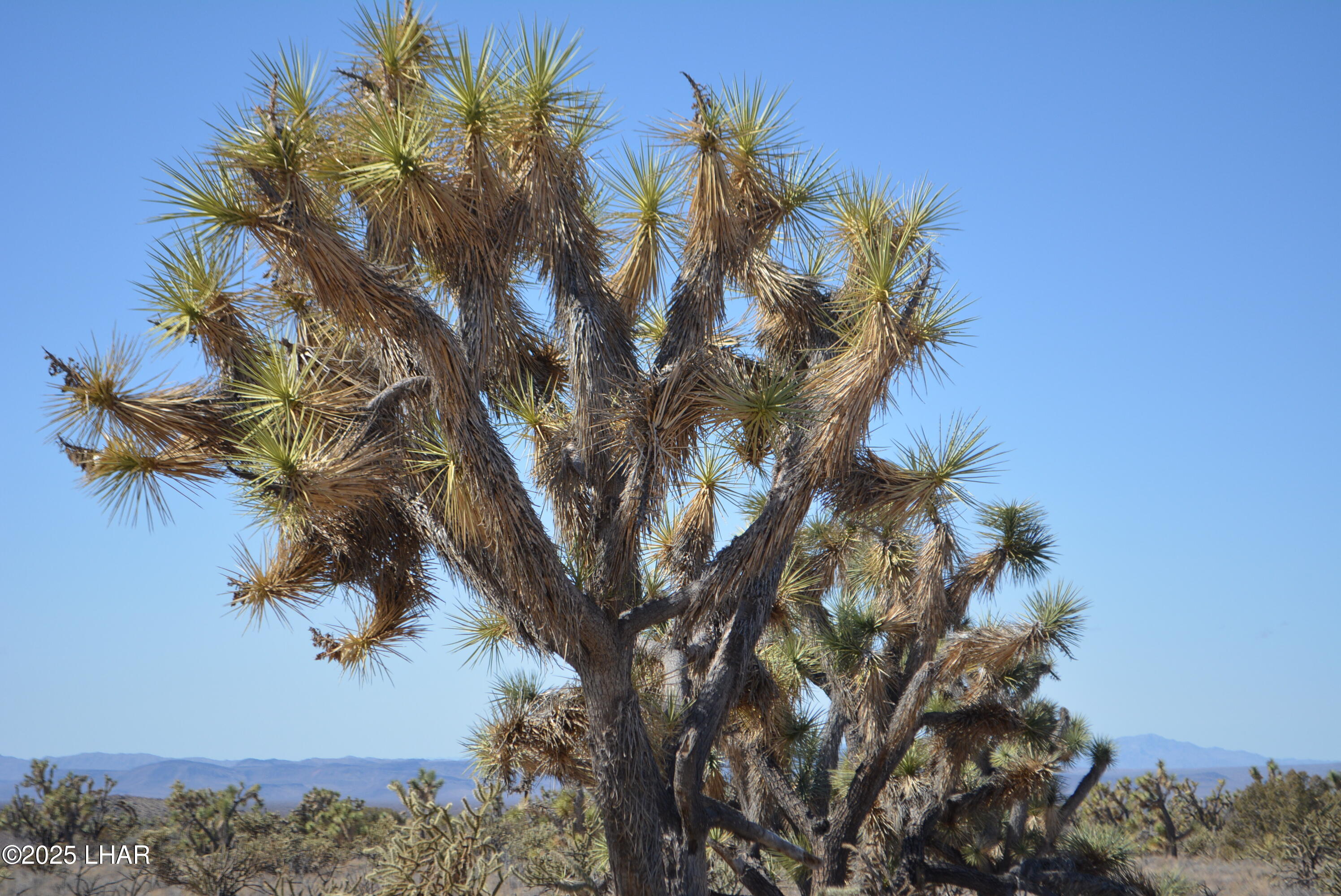 2664 South Rawhide Road Yucca, AZ 86438 - Photo 78 of 84 DSC_0735