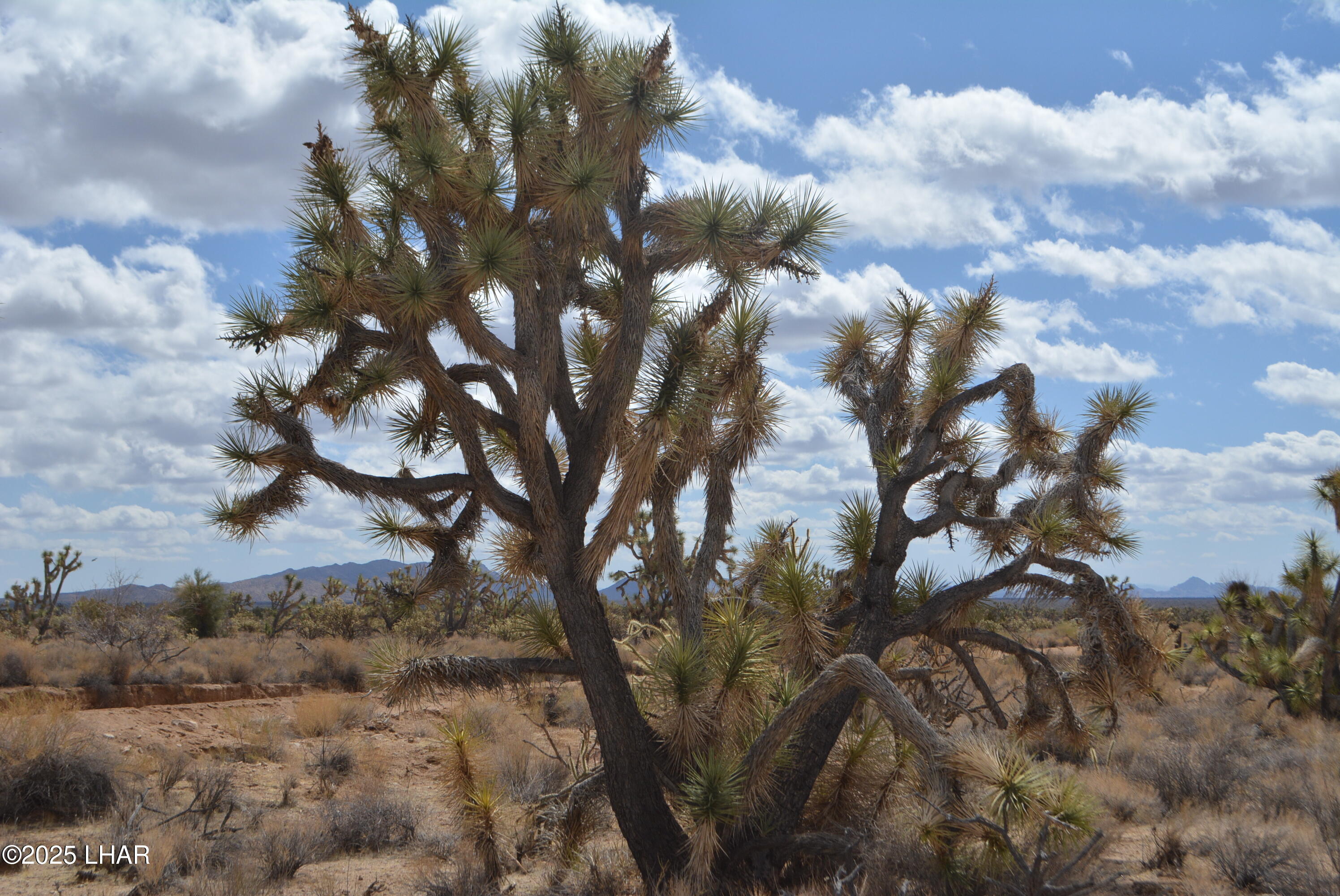 2664 South Rawhide Road Yucca, AZ 86438 - Photo 8 of 84 DSC_0700