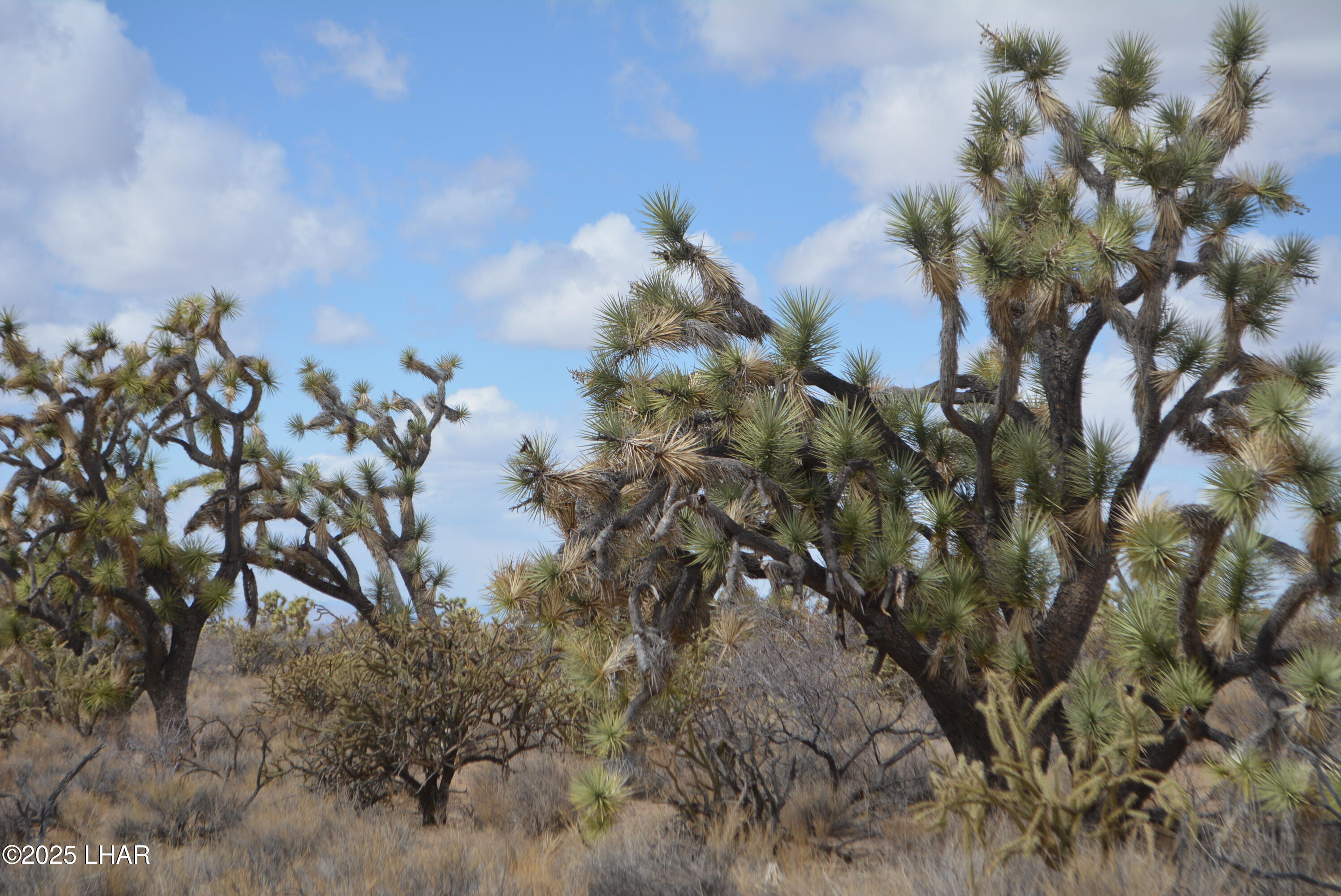 2664 South Rawhide Road Yucca, AZ 86438 - Photo 9 of 84 DSC_0701