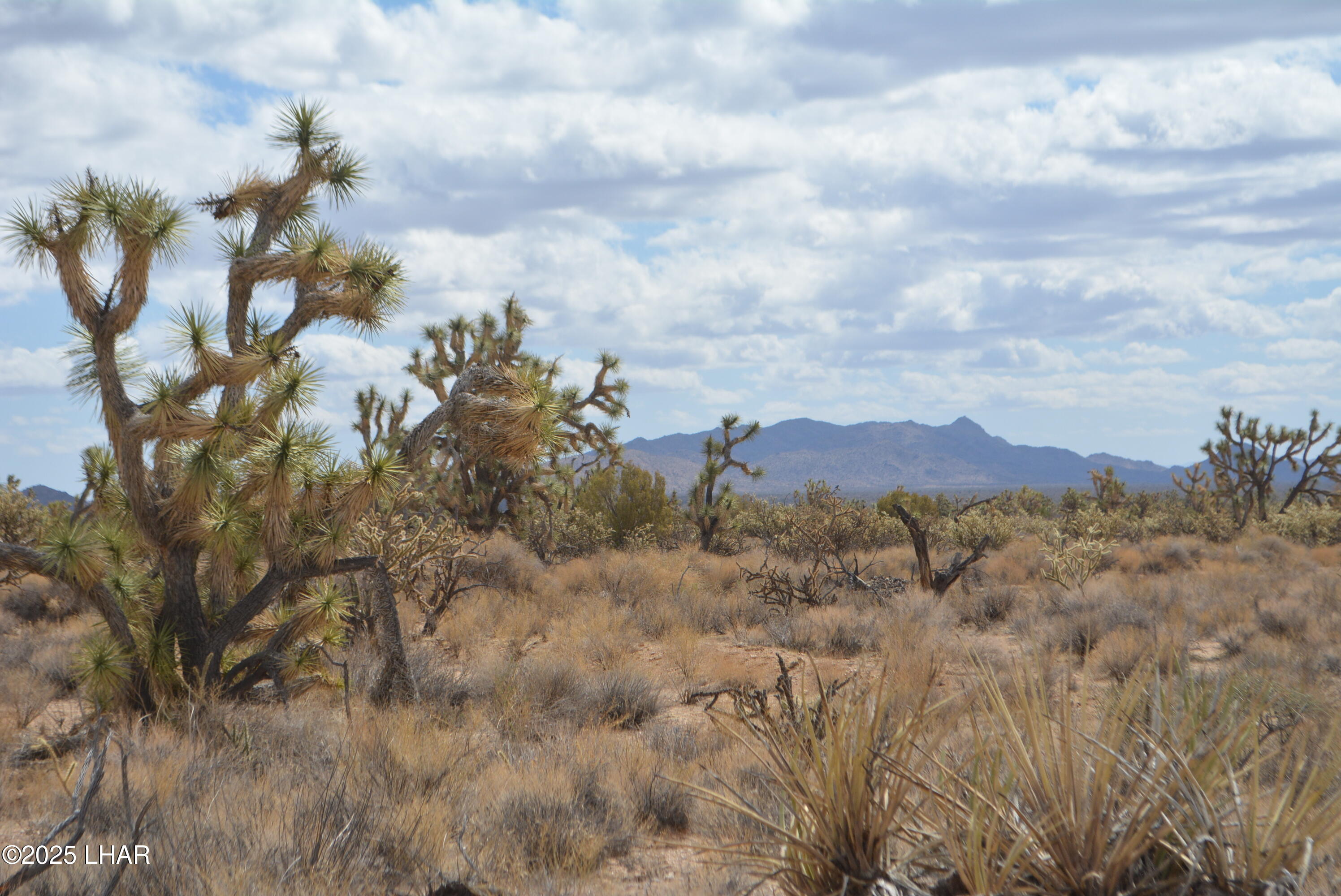 2664 South Rawhide Road Yucca, AZ 86438 - Photo 10 of 84 DSC_0702