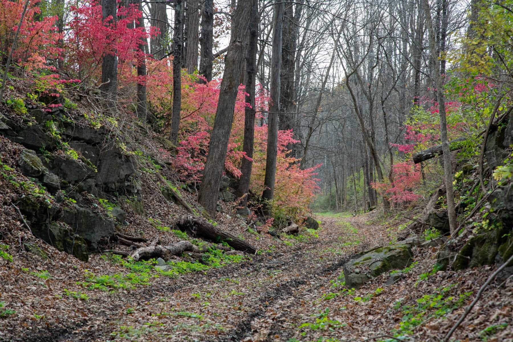 63 Cold Spring Road Stanfordville, NY 12581 - Photo 2 of 11 a backyard of a house with lots of green space
