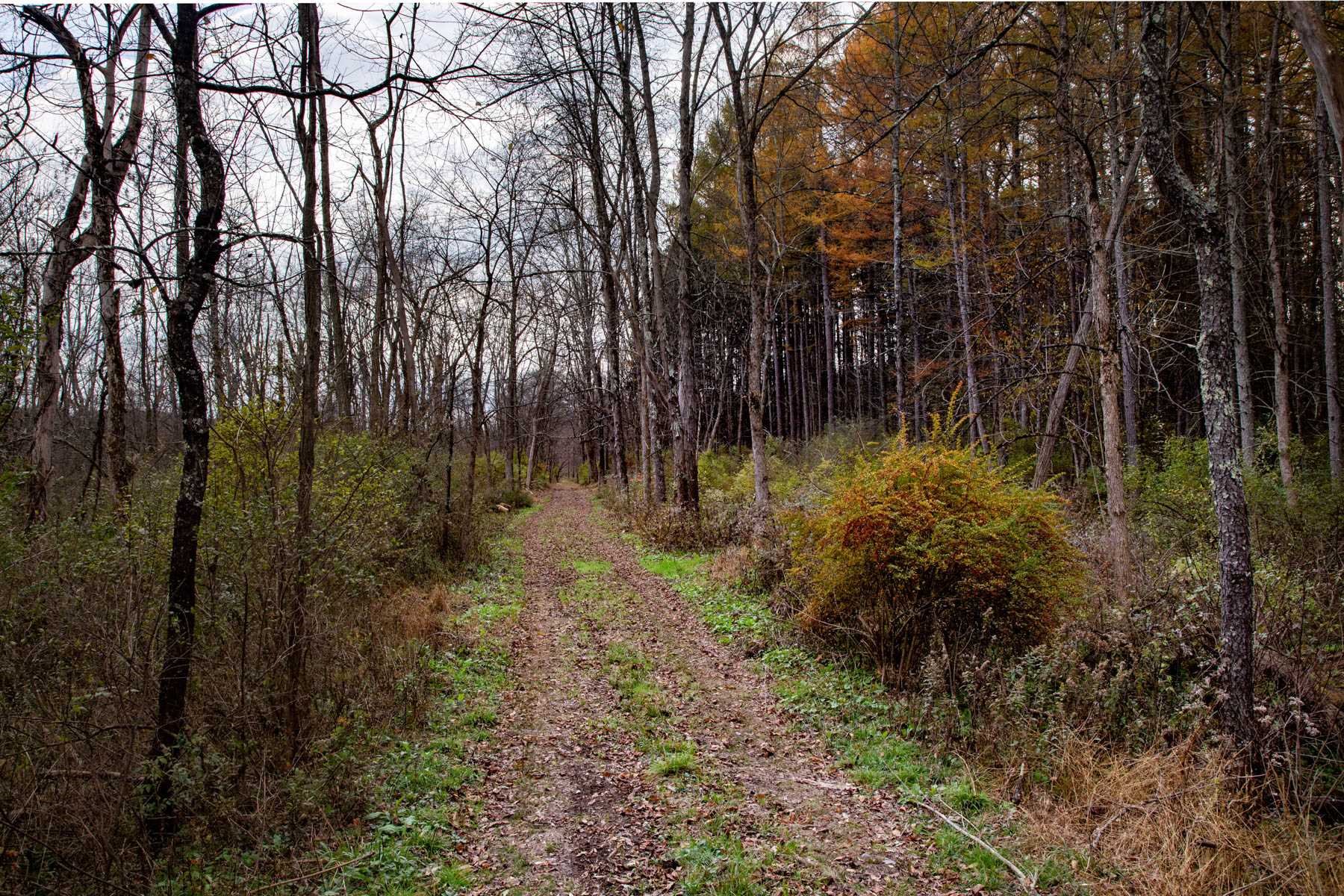 63 Cold Spring Road Stanfordville, NY 12581 - Photo 11 of 11 a view of backyard with green space