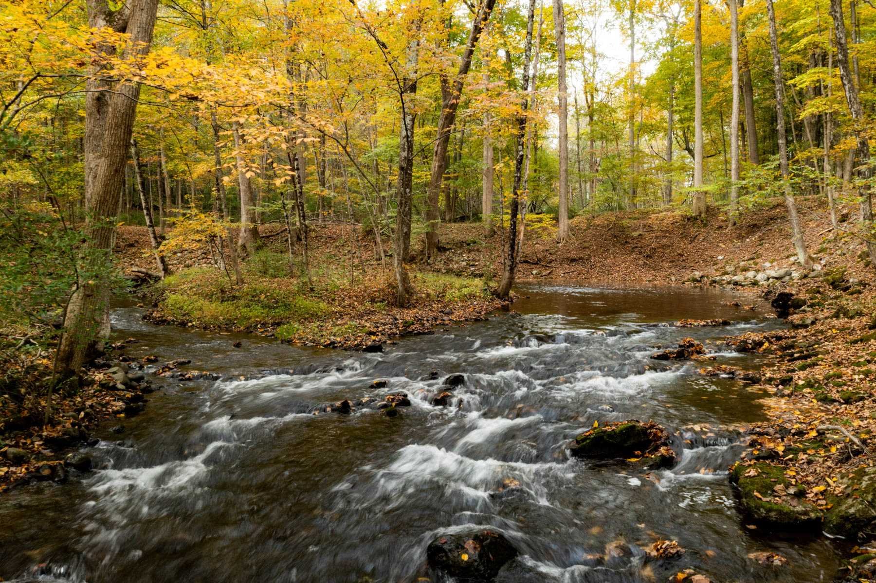 63 Cold Spring Road Stanfordville, NY 12581 - Photo 3 of 11 a view of a bunch of trees and yard