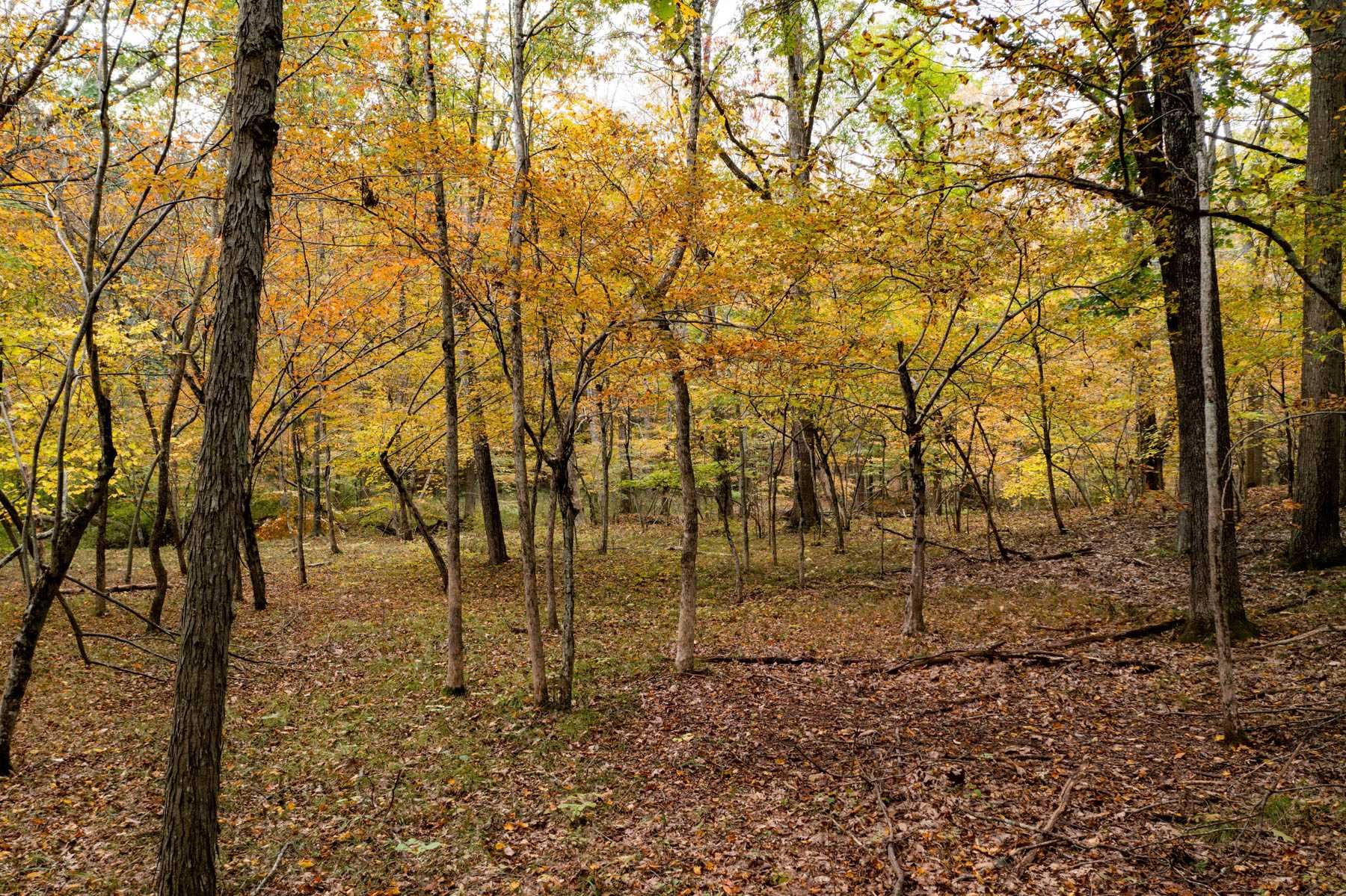 63 Cold Spring Road Stanfordville, NY 12581 - Photo 8 of 11 a view of yard
