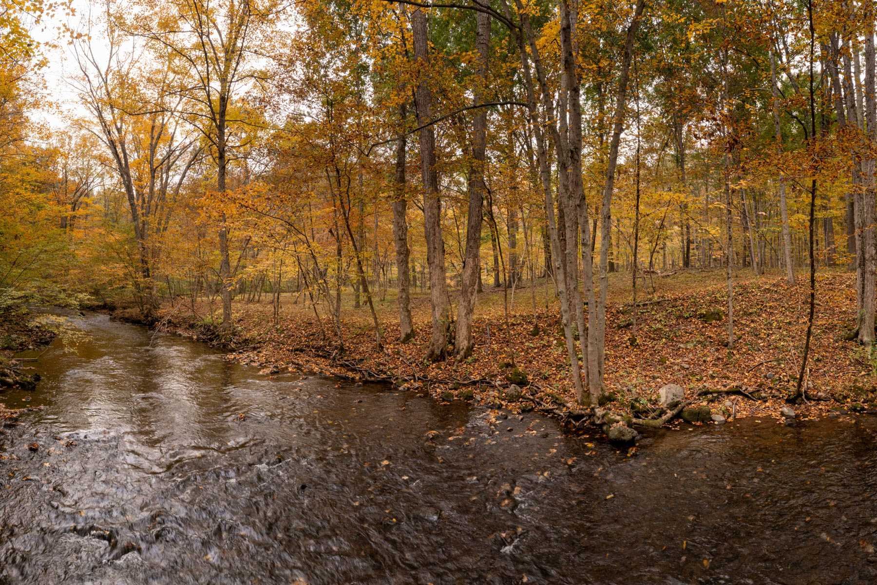63 Cold Spring Road Stanfordville, NY 12581 - Photo 9 of 11 a view of forest