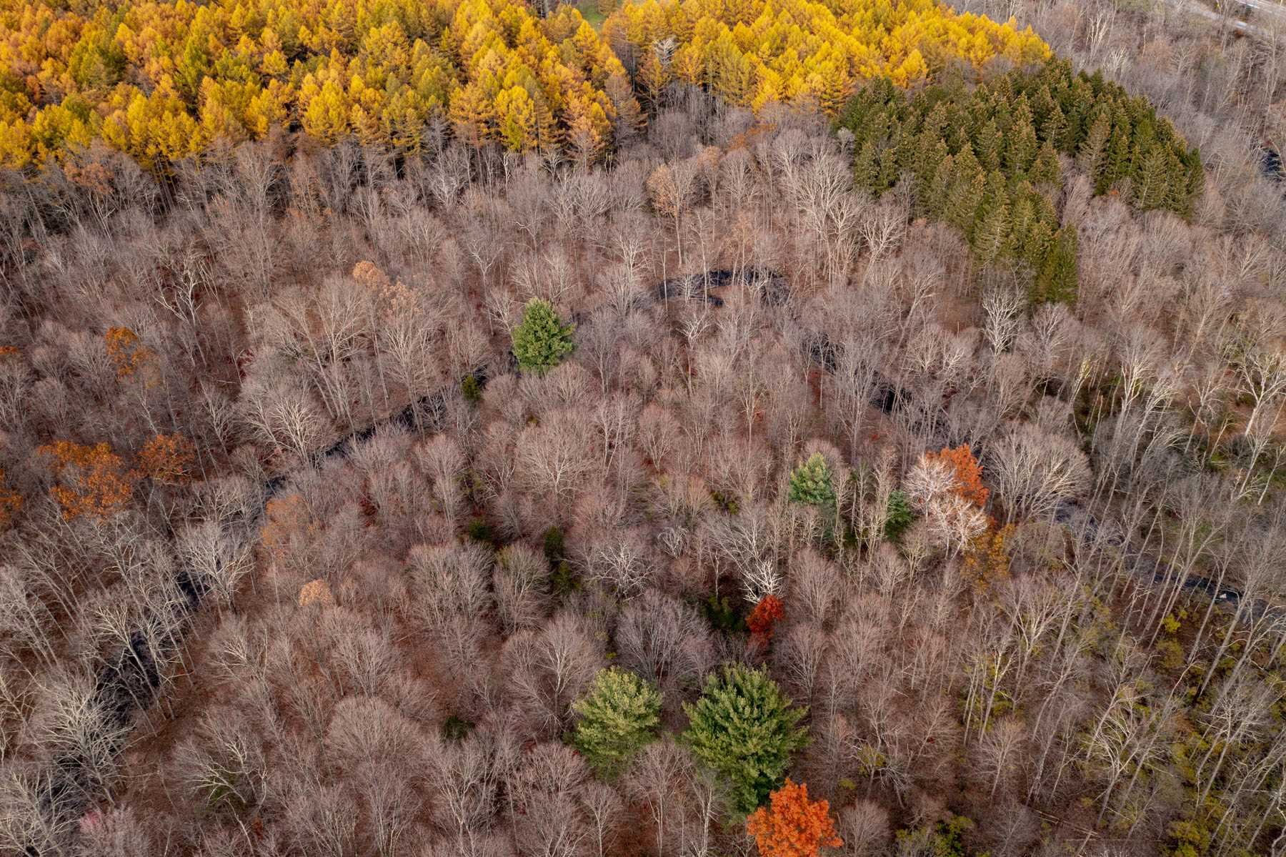63 Cold Spring Road Stanfordville, NY 12581 - Photo 10 of 11 a view of a forest with a tree
