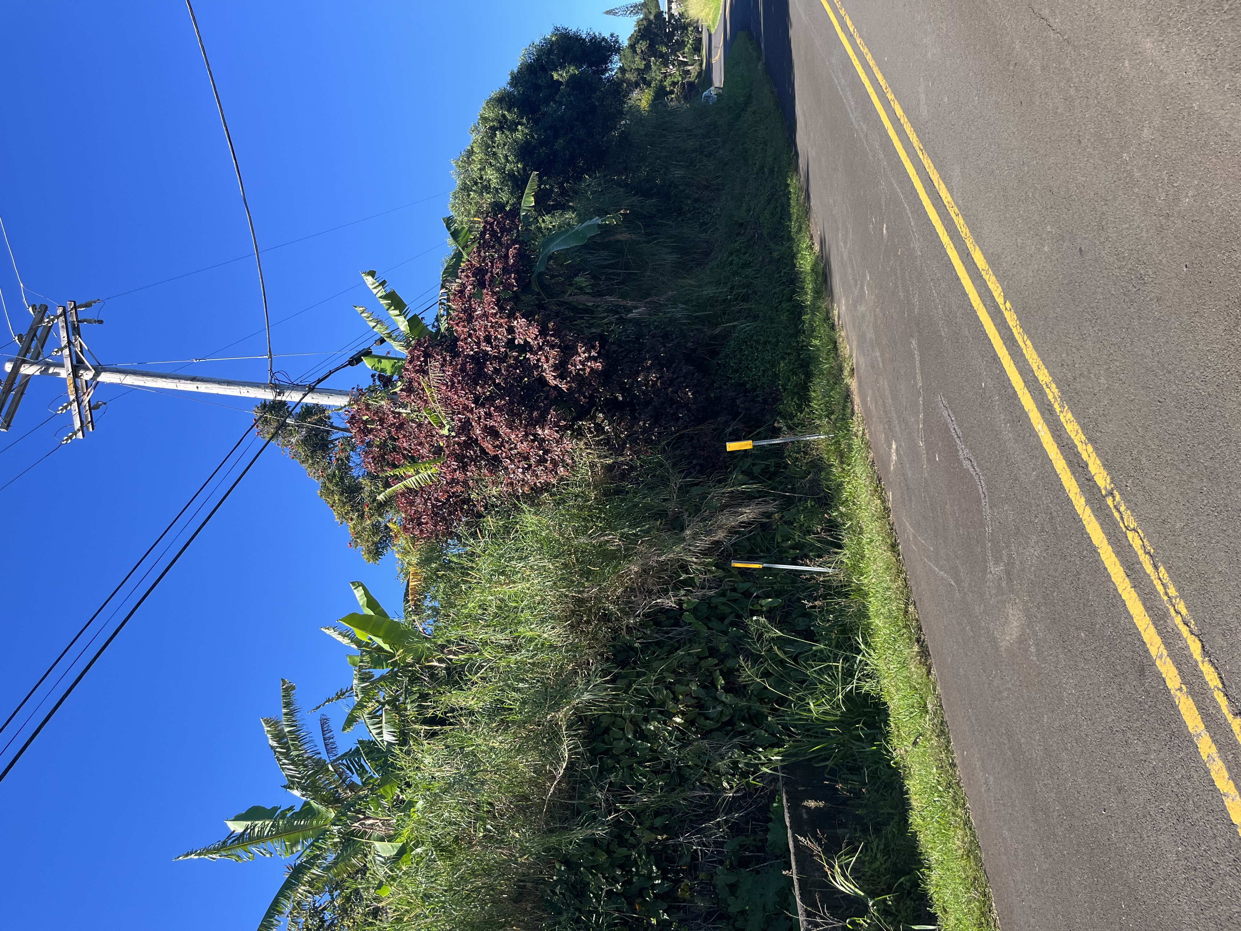44-2561 Kalopa Road Honokaa, HI 96727 - Photo 4 of 5 Gallery Image 4