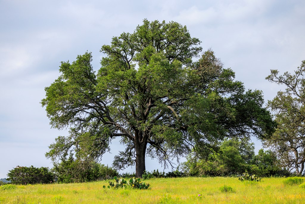 1820 Pressler-Henke Road Kerrville, TX 78028 - Photo 4 of 12