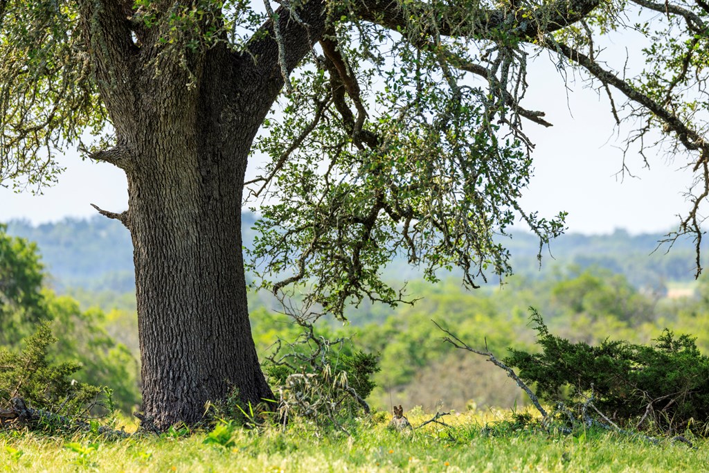 1820 Pressler-Henke Road Kerrville, TX 78028 - Photo 5 of 12