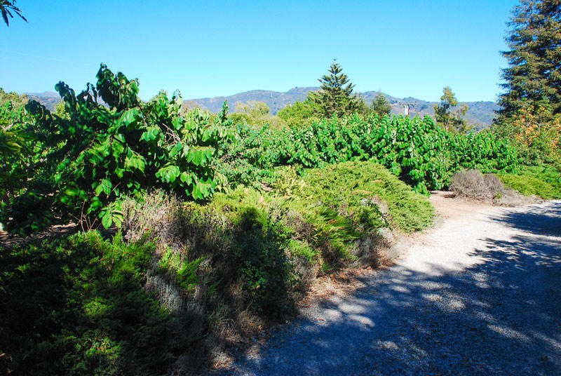 7461 Shepard Mesa Road Carpinteria, CA 93013 - Photo 4 of 5 Cherimoya Orchard