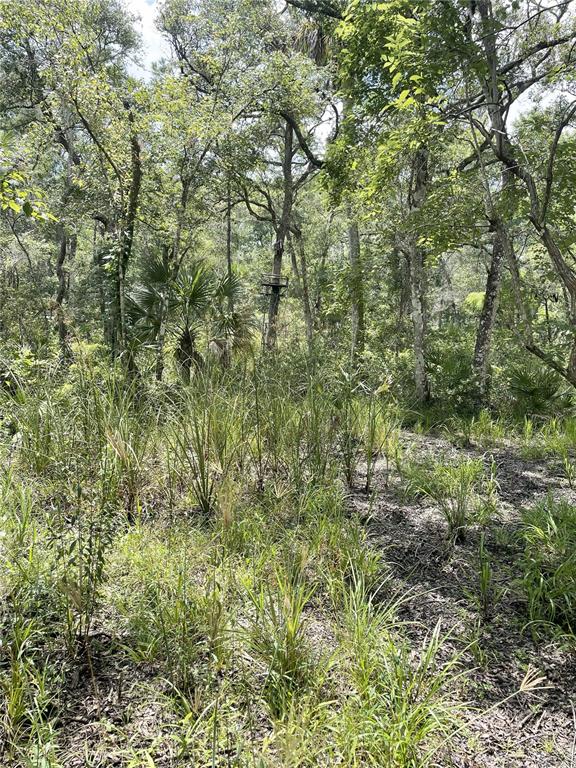 0 Southwest County Road 347 Cedar Key, FL 32625 - Photo 9 of 31 Gallery Image 9