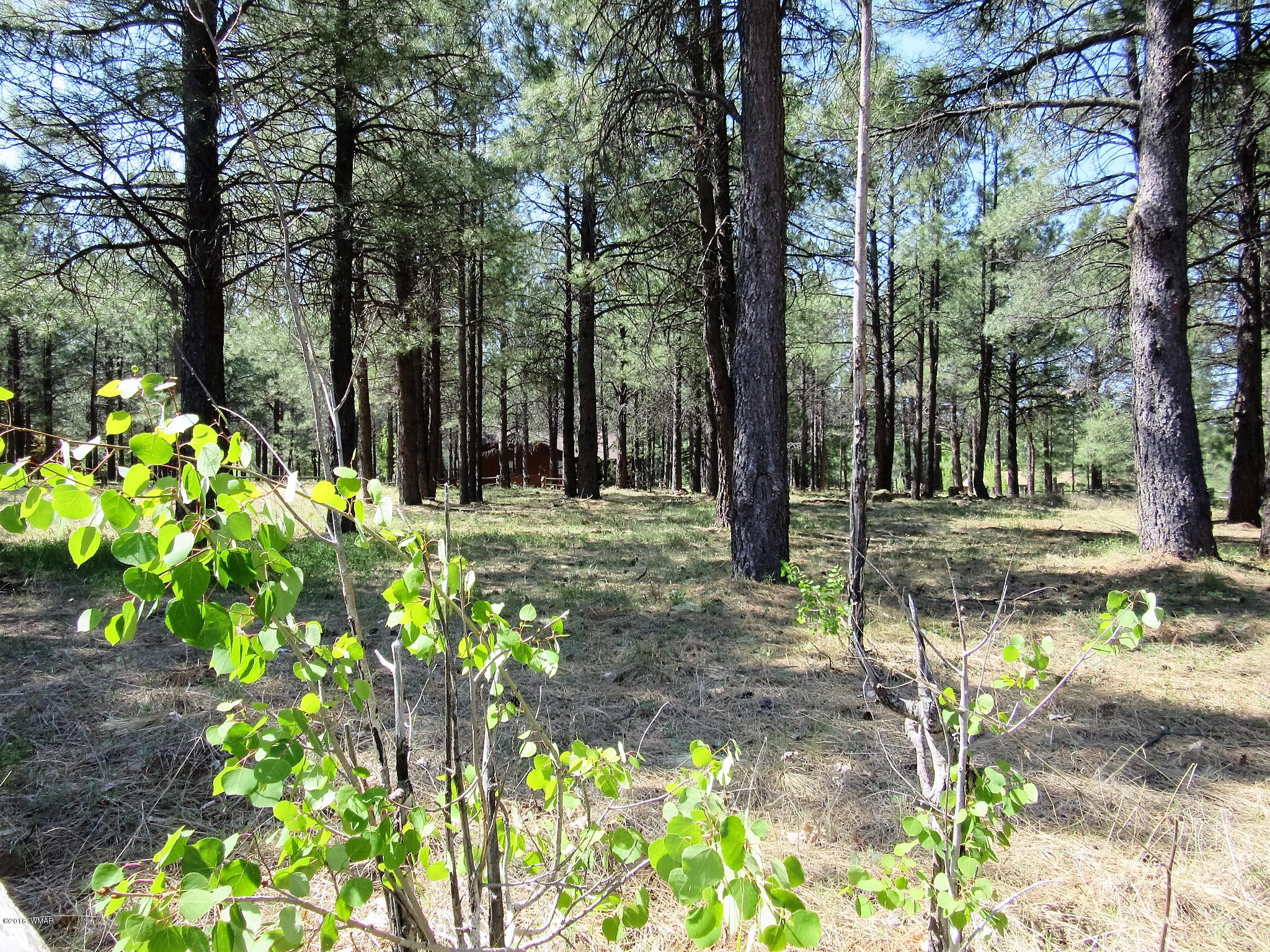 Tbd Buck Springs Road Pinetop, AZ 85935 - Photo 3 of 11