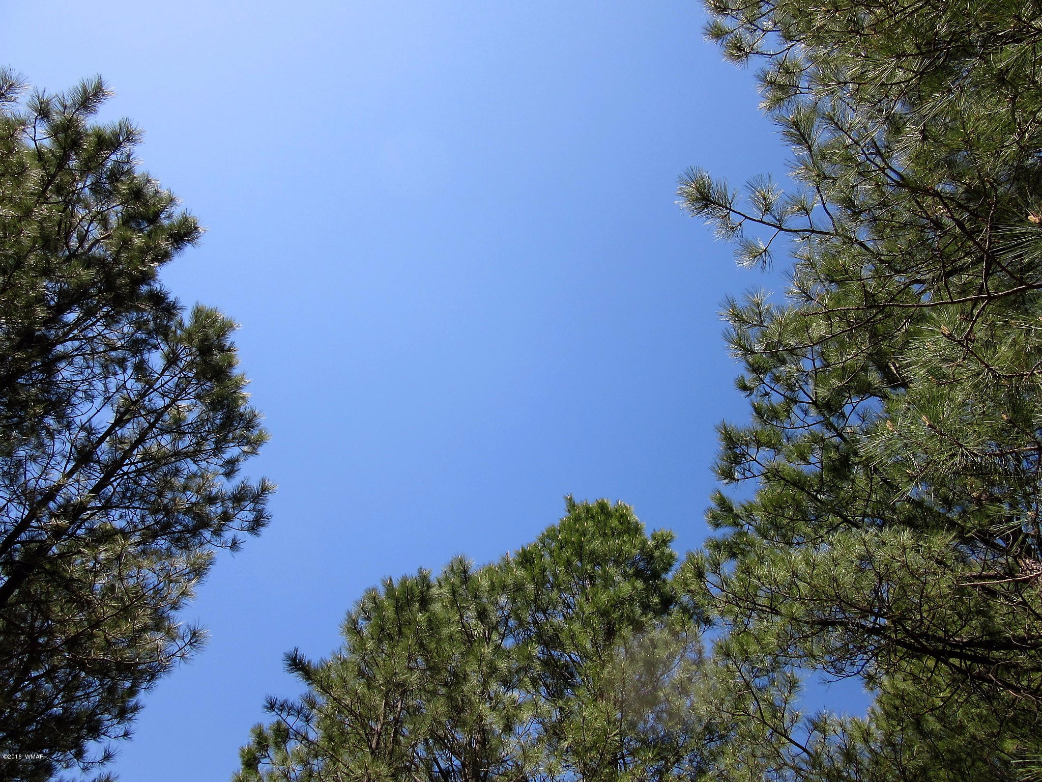 Tbd Buck Springs Road Pinetop, AZ 85935 - Photo 8 of 11