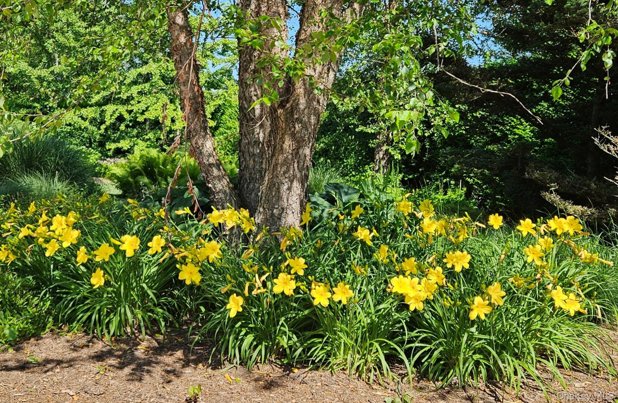 1680 Lands End Road Orient, NY 11957 - Photo 10 of 50 A Touch of Color... Springtime
