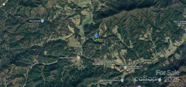 a view of a forest with a tree