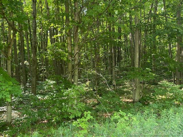0 Miller Road Mancelona, MI 49659 - Photo 3 of 13 Gallery Image 3