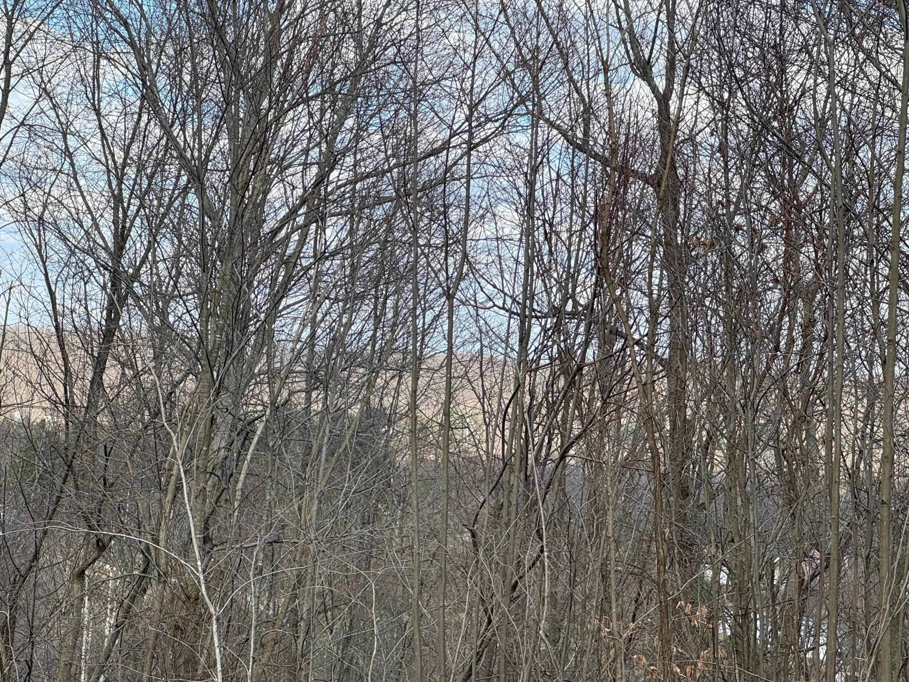 0 Flint Ridge Road Northeast, Unit INT RIDGE TRACT 22 ACRE) Crooksville, OH 43731 - Photo 15 of 48 15
