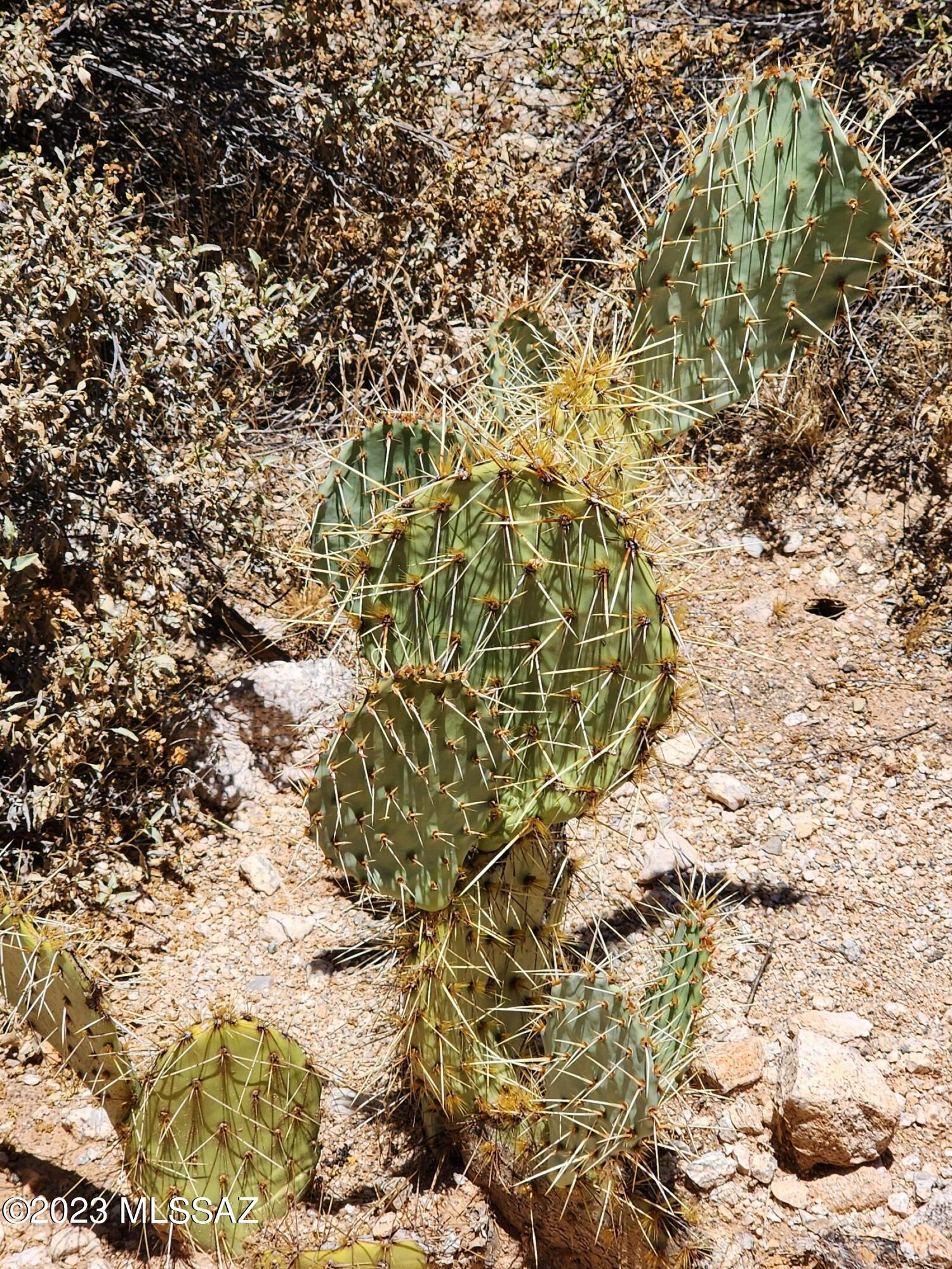 Xx East Derrio Road Marana, AZ 85658 - Photo 2 of 46 Gallery Image 2