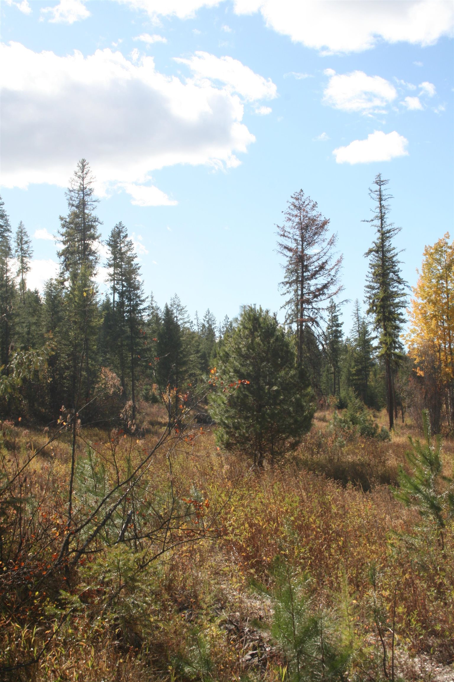 3673 Little Sweden Road, Unit LOT C Valley, WA 99181 - Photo 9 of 13