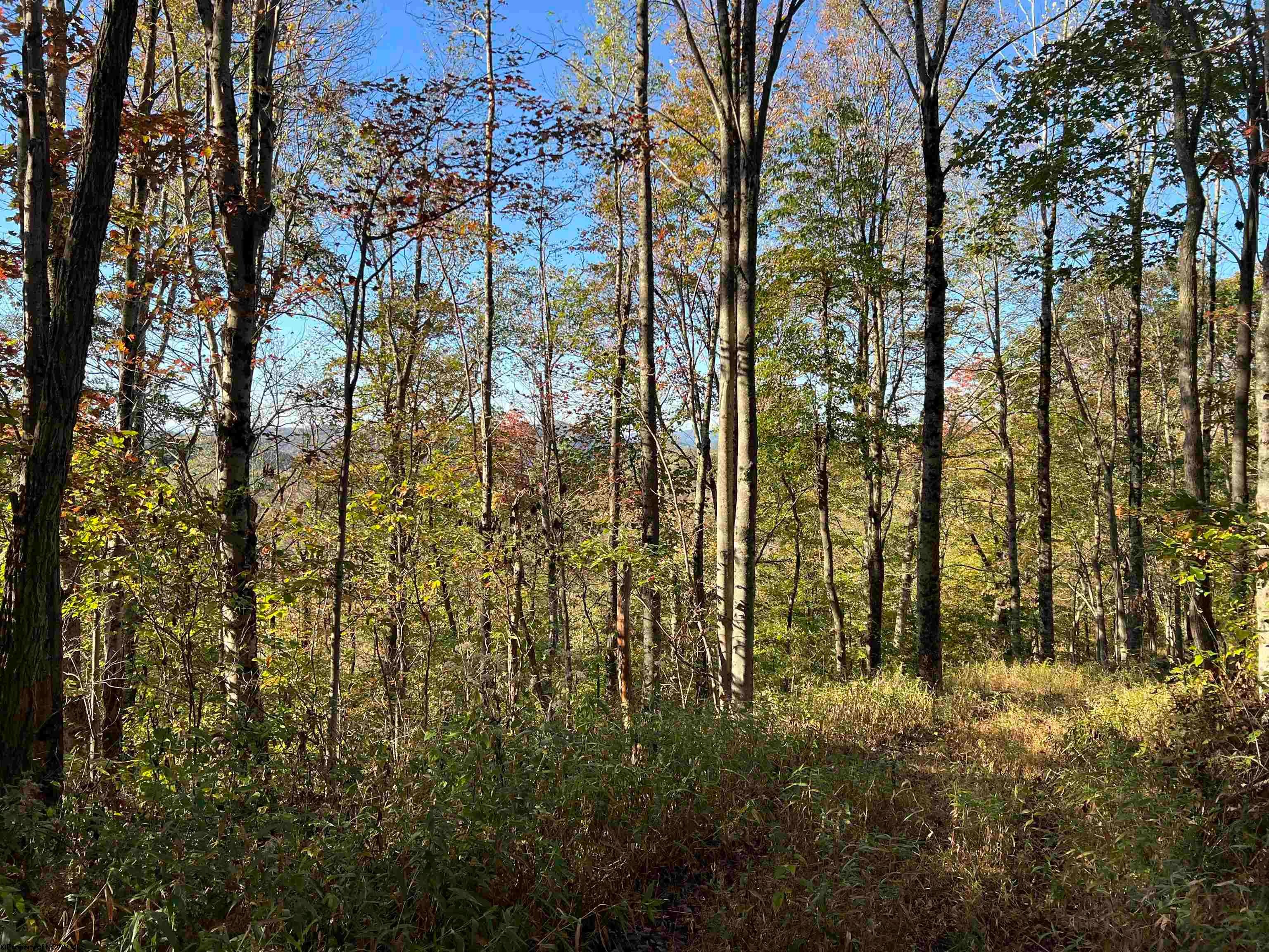 3000 Mount Zion Road Parsons, WV 26287 - Photo 12 of 21 Gallery Image 12