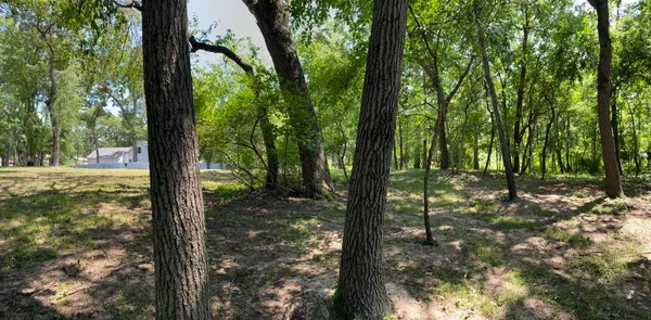 a view of a yard with large trees