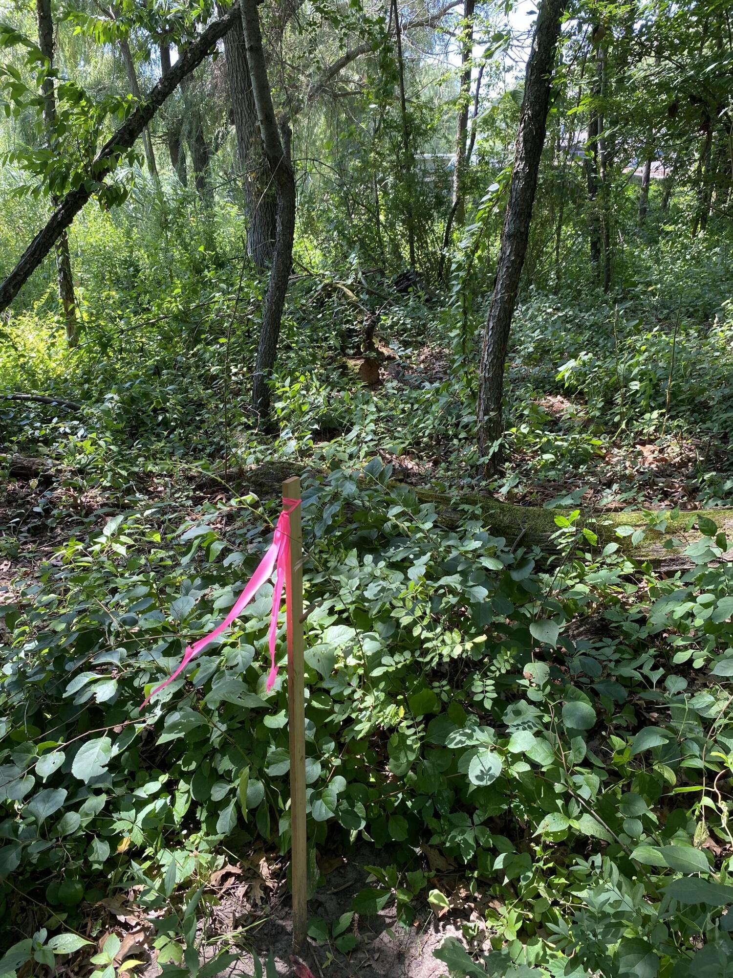 2421 Old Hobart Road Lake Station, IN 46405 - Photo 4 of 8 a view of a tree in a yard