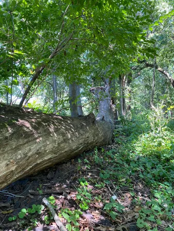 a view of a forest with large trees