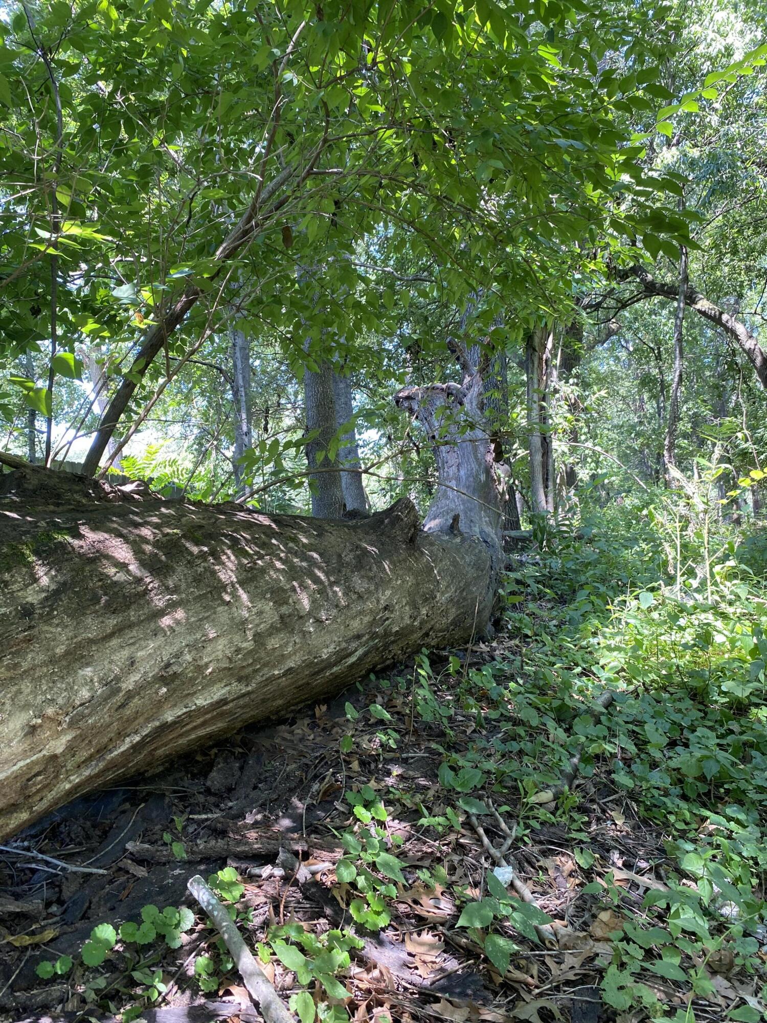 2421 Old Hobart Road Lake Station, IN 46405 - Photo 6 of 8 a view of a forest with large trees
