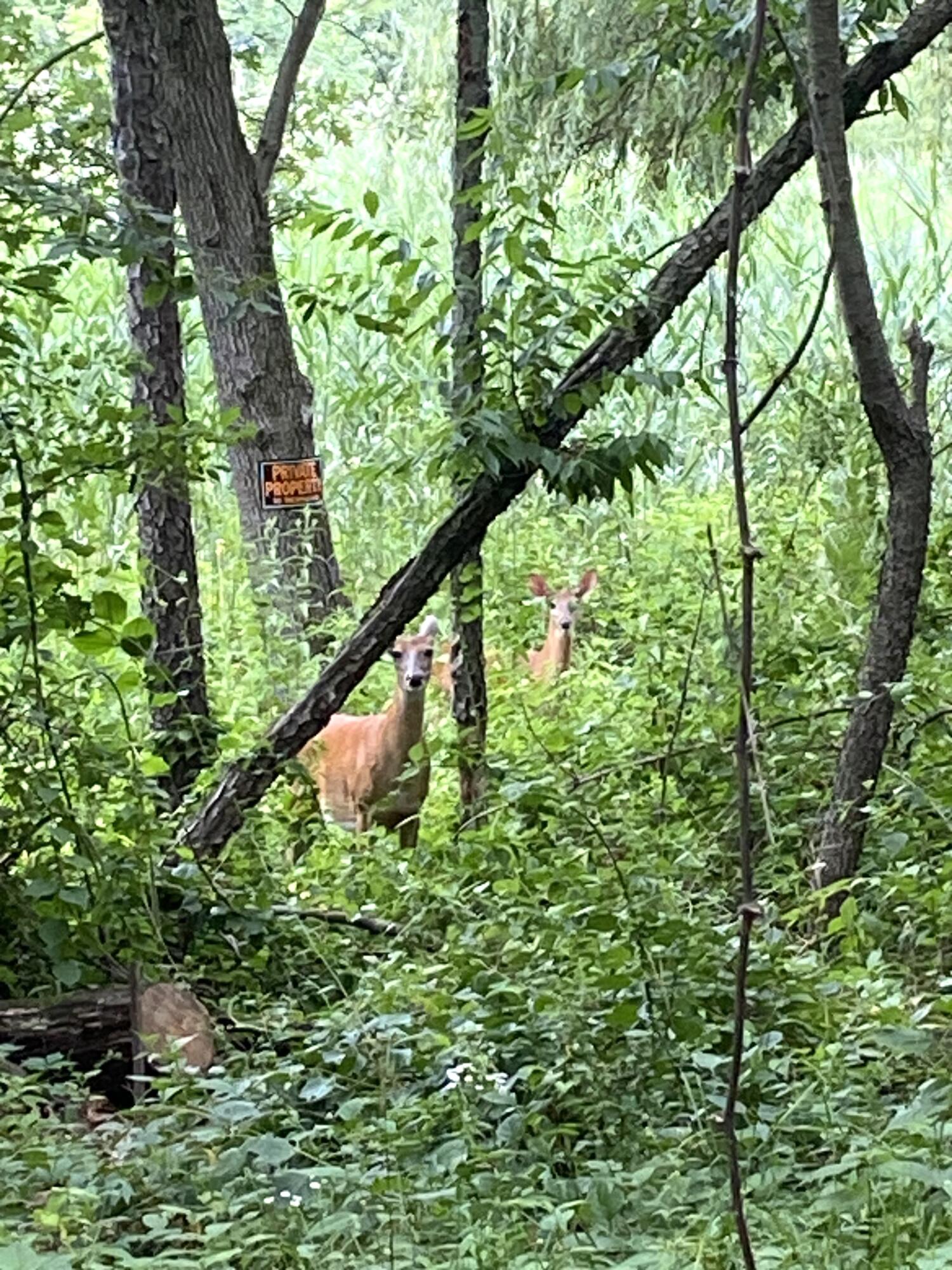 2421 Old Hobart Road Lake Station, IN 46405 - Photo 8 of 8 a view of a green yard with large trees