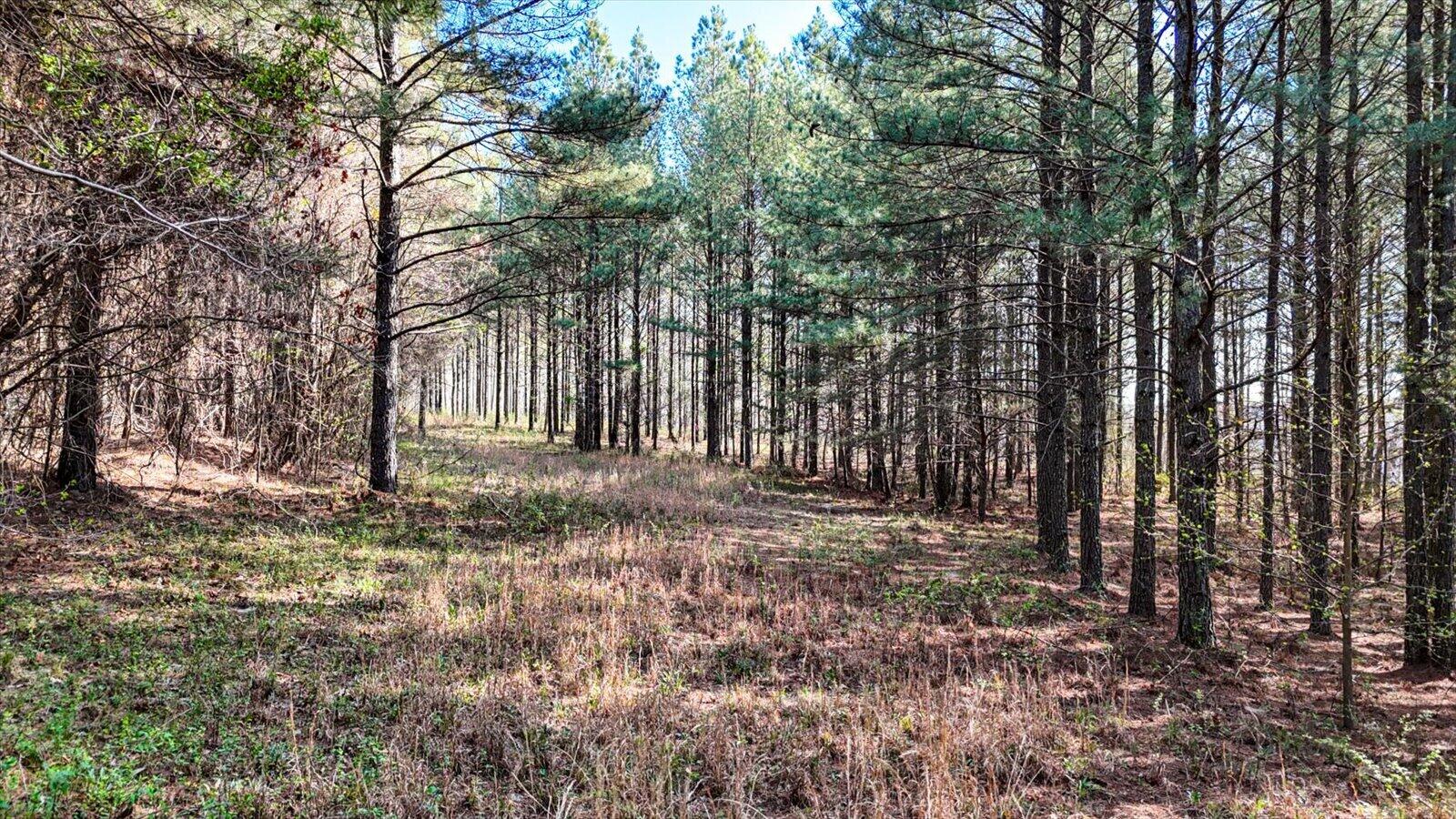 Lot 1350 Split Rail Way Whiteside, TN 37396 - Photo 4 of 23 10-1350 Split Rail Way-10