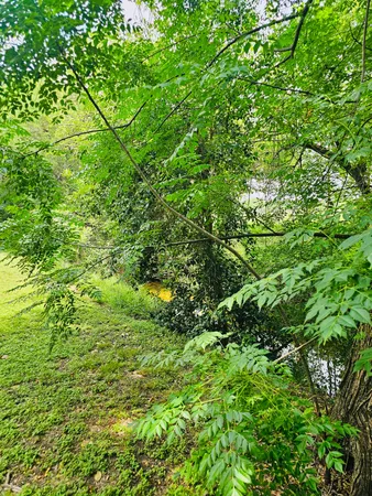 a view of a lush green space