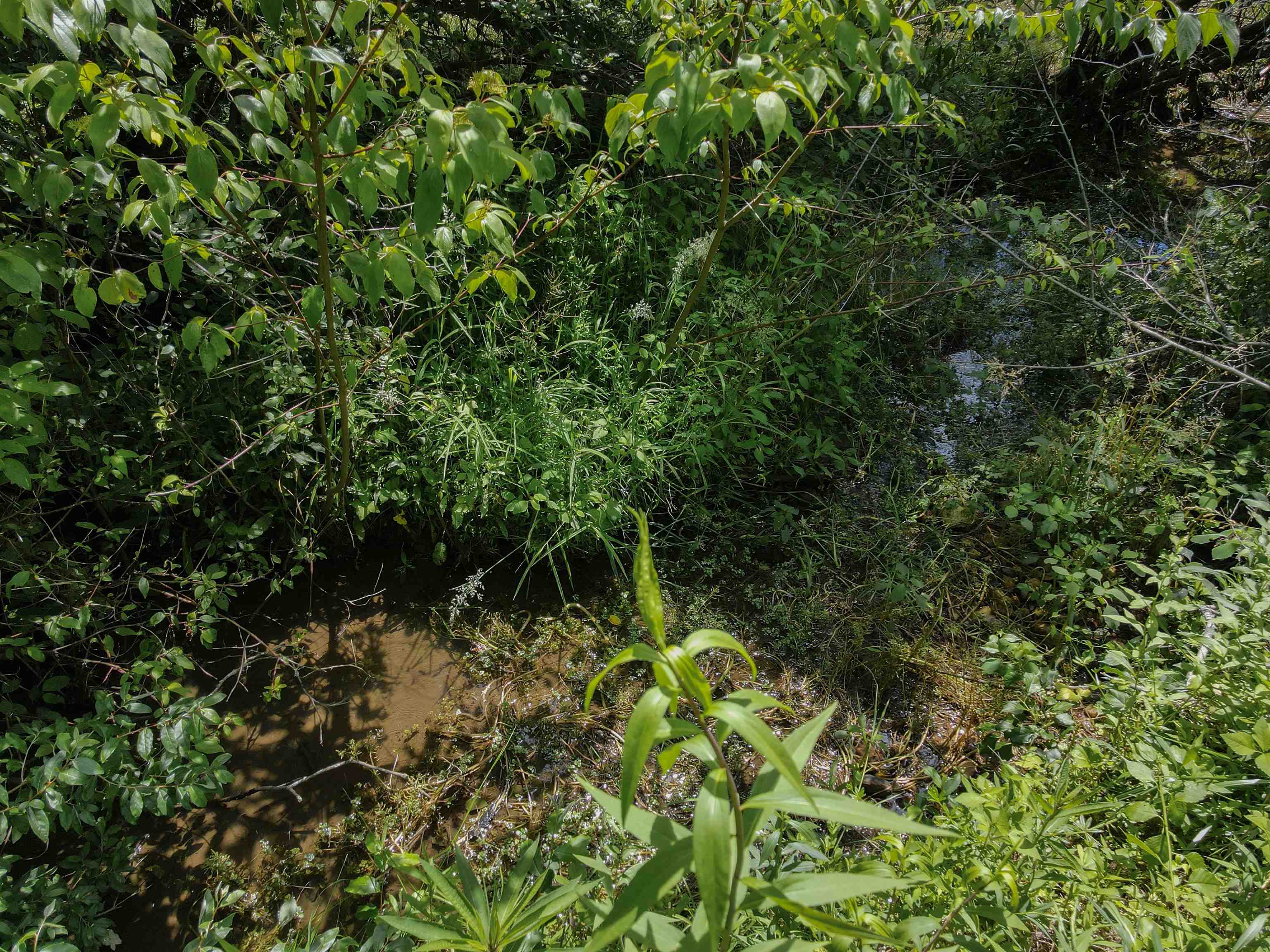 Tbd Kings Store Road Northeast Floyd, VA 24091 - Photo 10 of 28 Gallery Image 10