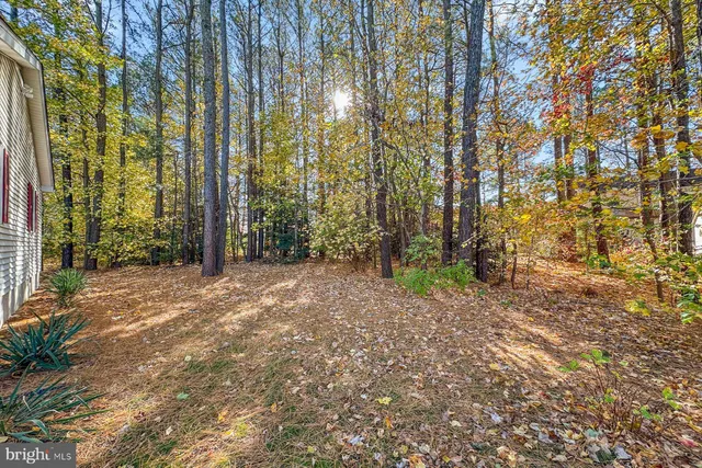 a view of a forest with trees