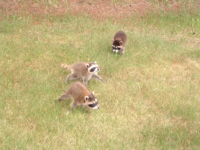 $624,900 | W5735 County Road East, Shawano, WI 54166