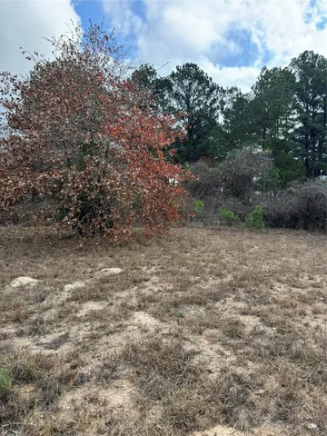 a view of a dry yard with trees