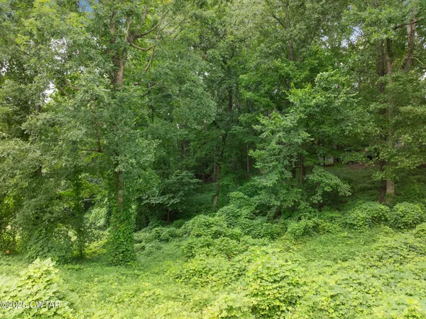 a view of a lush green forest