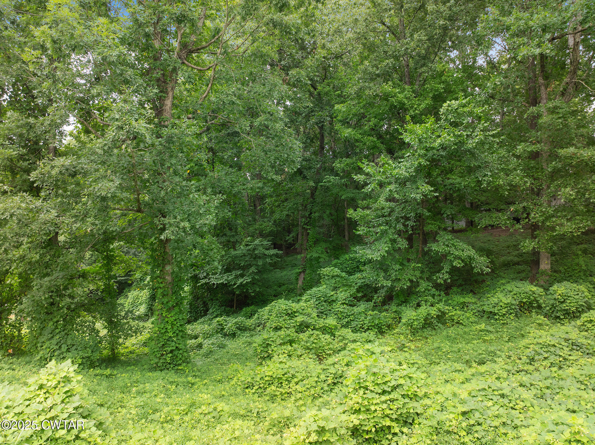 Lot 5 Jason Hollow Road Cedar Grove, TN 38321 - Photo 5 of 11 a view of a lush green forest