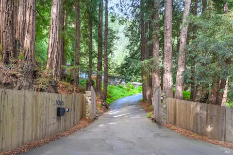 a view of a yard with plants and large trees
