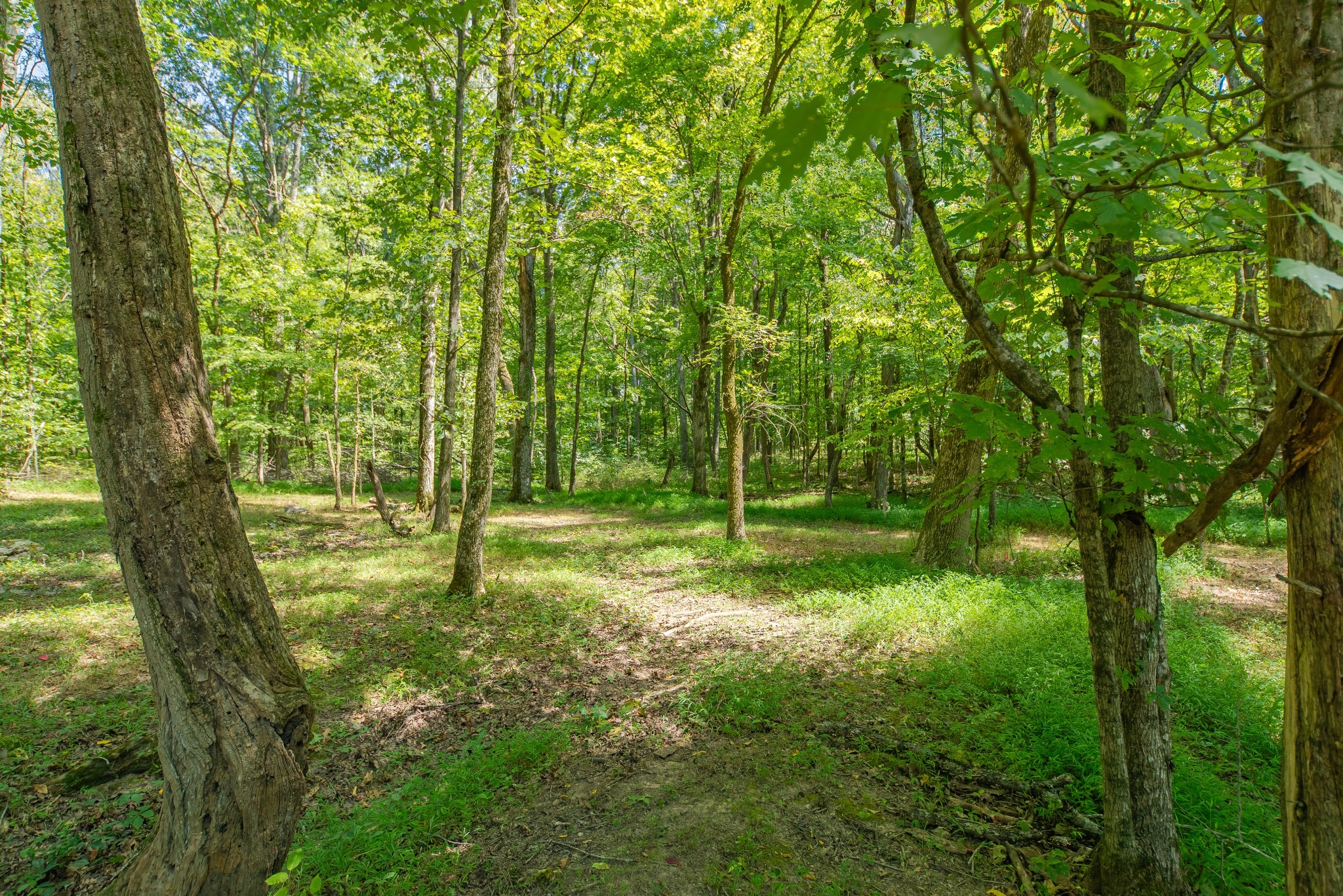 5085 Flat Creek Road Spring Hill, TN 37174 - Photo 19 of 60 Gallery Image 19