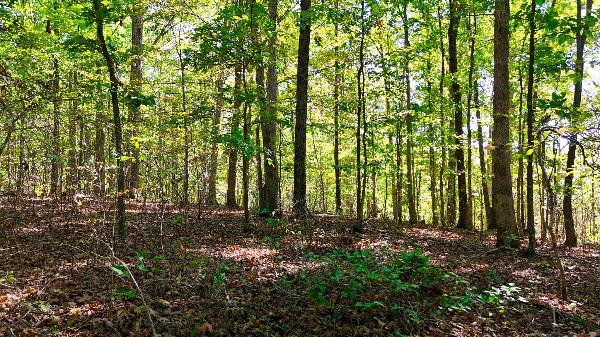138 Rack Road Bon Aqua, TN 37025 - Photo 2 of 8 a view of outdoor space and a yard