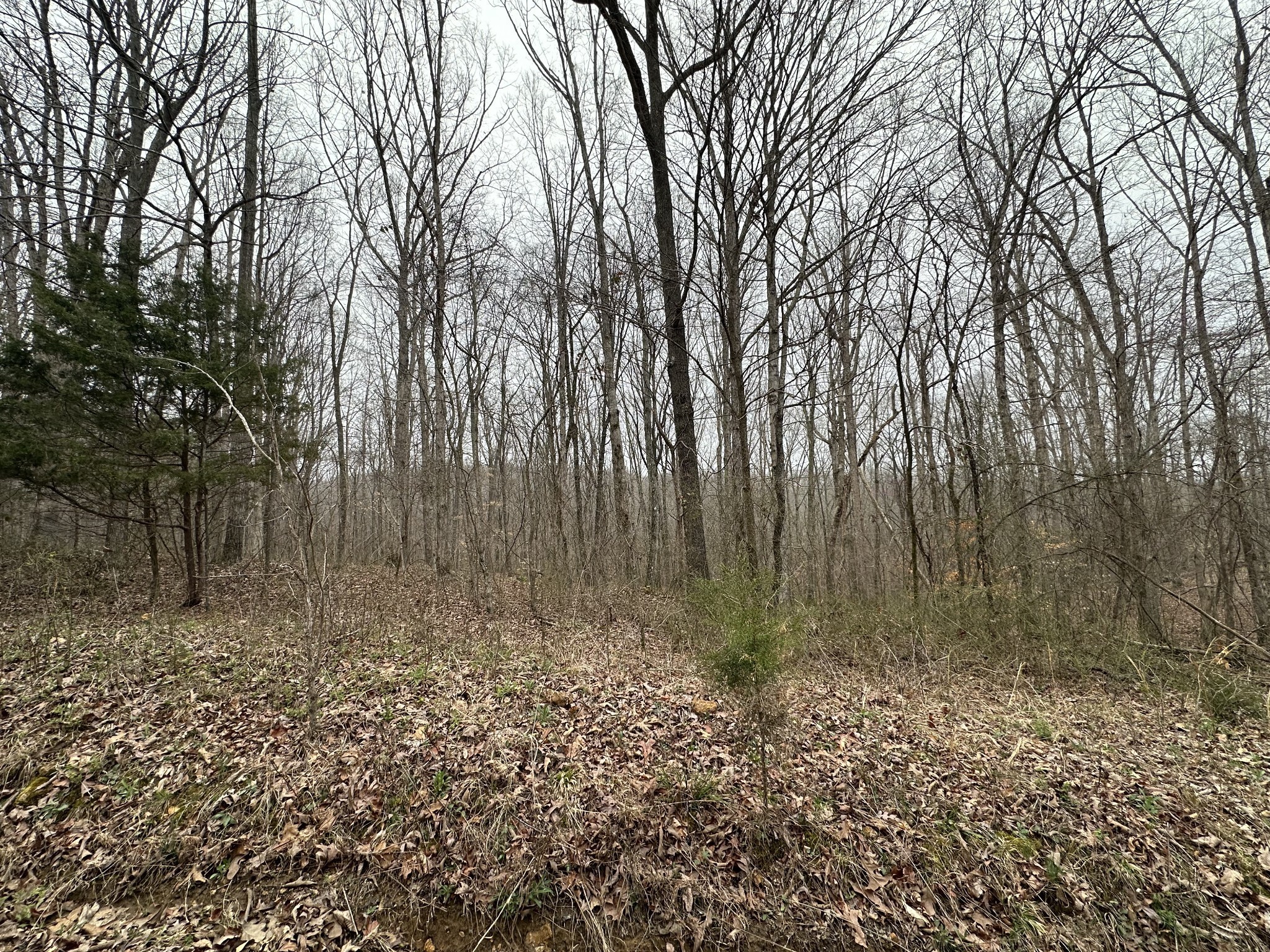 138 Rack Road Bon Aqua, TN 37025 - Photo 4 of 8 a view of a yard with large trees