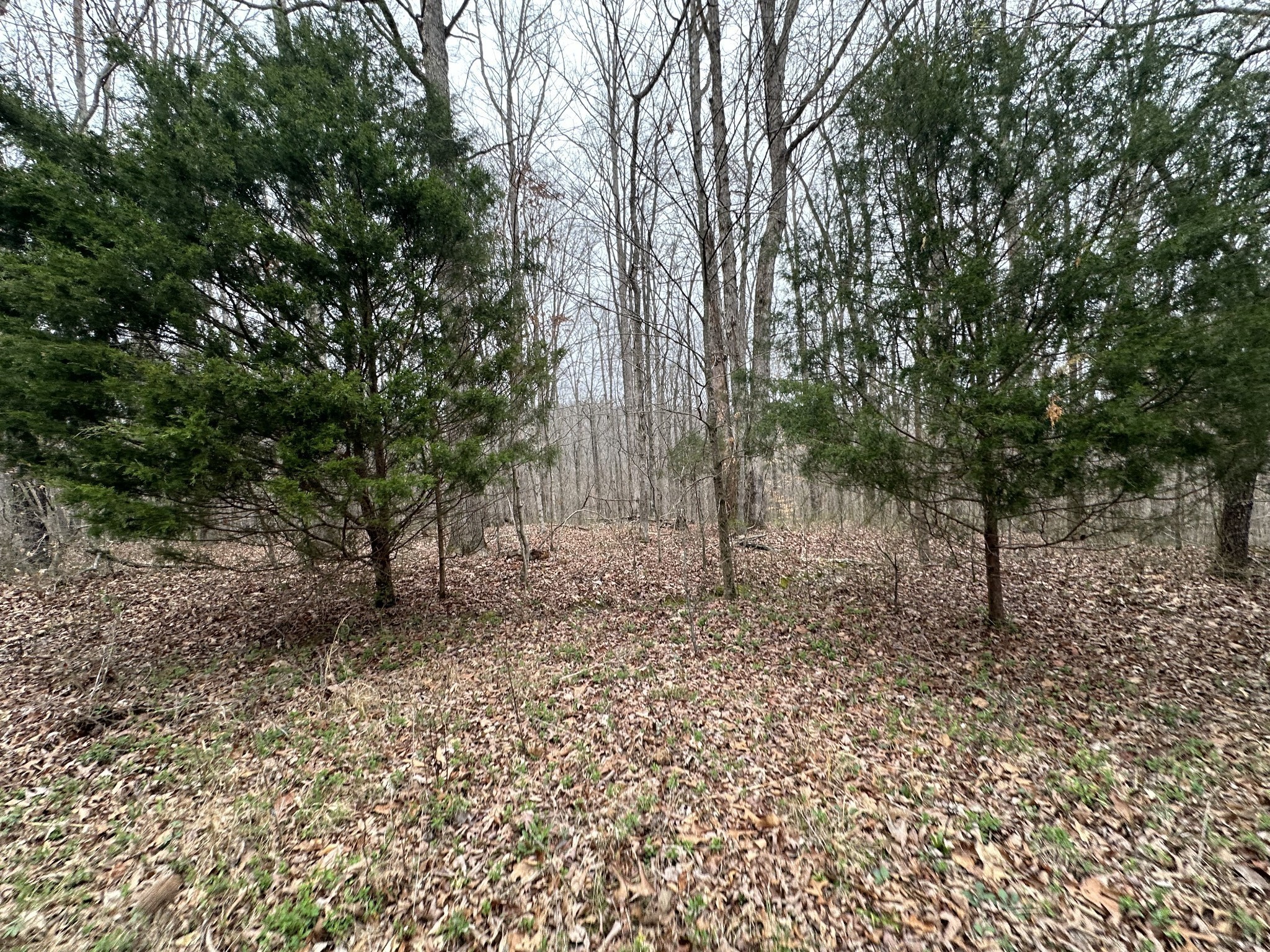 138 Rack Road Bon Aqua, TN 37025 - Photo 5 of 8 a view of a forest filled with trees